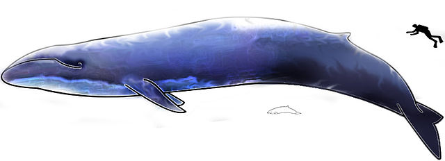 Image of Blue Whale and Dolphin with a Human Diver for Scale
